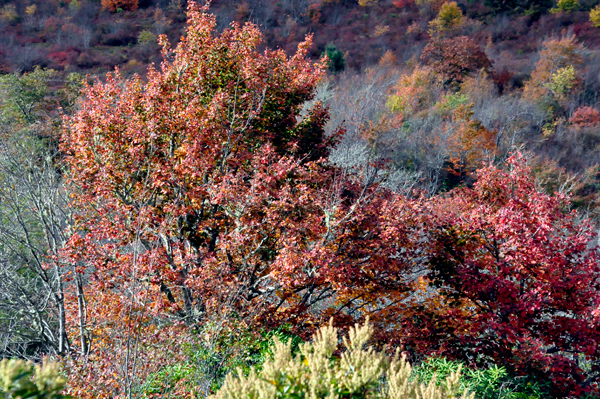 fall colors on The Blue Ridge Parkway